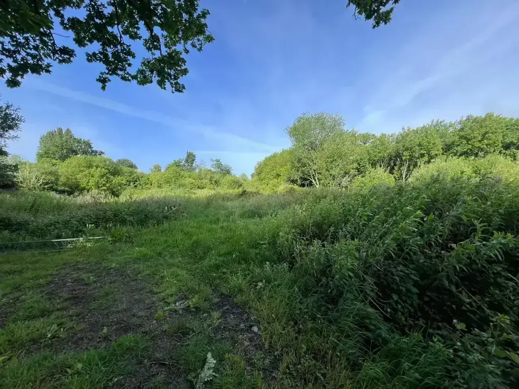 Parcelle de 6 000 m² en friche depuis 15 ans avant broyage forestier à Fouesnant
