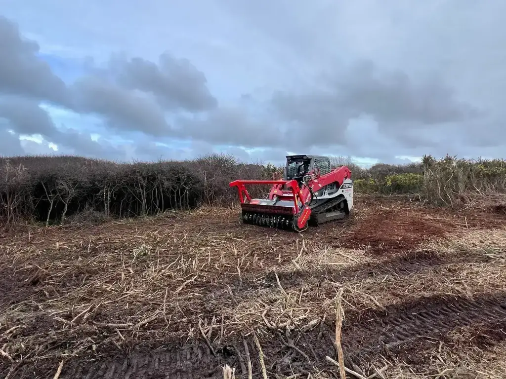 Mulch de copeaux laissé au sol après passage du broyeur, défrichage en Finistère Sud