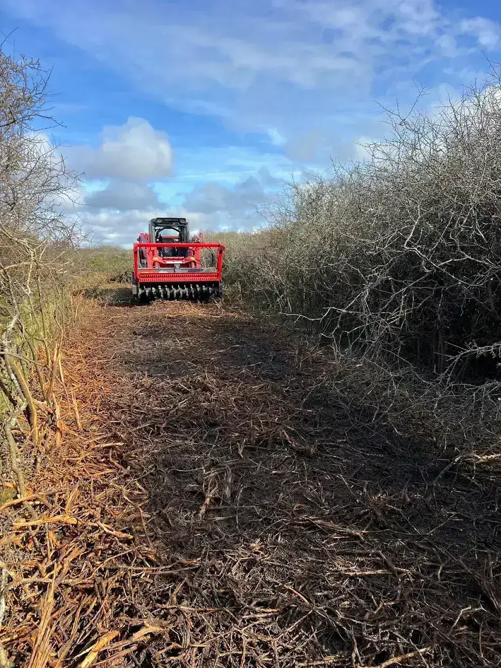 Chenillard Takeuchi TL12V2 broyant la végétation, défrichage en Finistère Sud